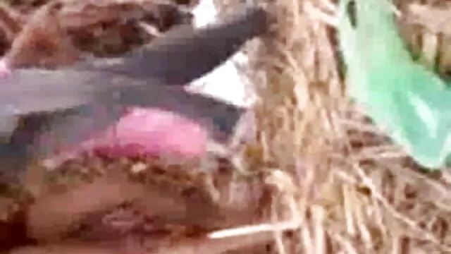 TheSandfly हॉट नेकेड बीपी पिक्चर सेक्सी मूवी बीच रोमांच!